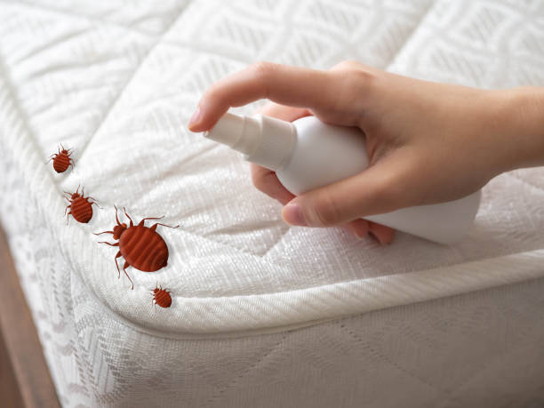 Best Mosquito Control Services  in Kelseyville, CA